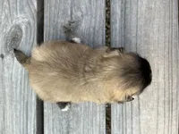 Chloe, a female Pekingese for sale in Stoutland, MO – 4 of 4