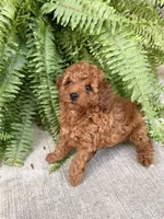 Lila, a female Poodle - Miniature  for sale in Stoutland, MO – 1 of 3