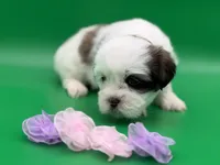 Phoebe, a female Lhasa Apso for sale in Stoutland, MO – 7 of 8
