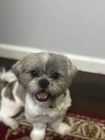 Mocha , a male Shih Tzu for sale in Fort Worth, TX – Photo 1 of 6