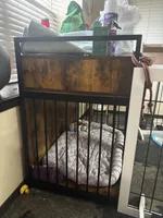 Mocha , a male Shih Tzu for sale in Fort Worth, TX – Photo 4 of 6