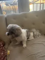 Mocha , a male Shih Tzu for sale in Fort Worth, TX – Photo 3 of 6