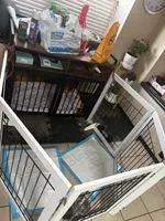 Mocha , a male Shih Tzu for sale in Fort Worth, TX – Photo 5 of 6