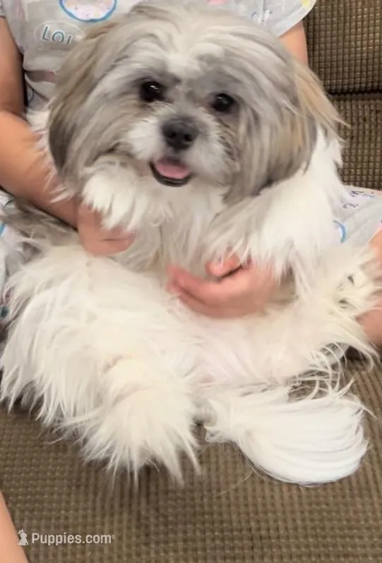 Mocha  – Shih Tzu puppy for sale in Fort Worth, TX