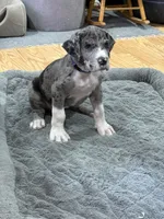 Puppy 3, a male Great Dane for sale in Rapid City, SD – 3 of 9