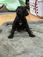 No Namie, a male Great Dane for sale in Rapid City, SD – 2 of 9