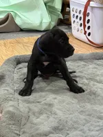 No Namie, a male Great Dane for sale in Rapid City, SD – 9 of 9