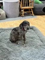 Puppy 2, a female Great Dane for sale in Rapid City, SD – 3 of 5