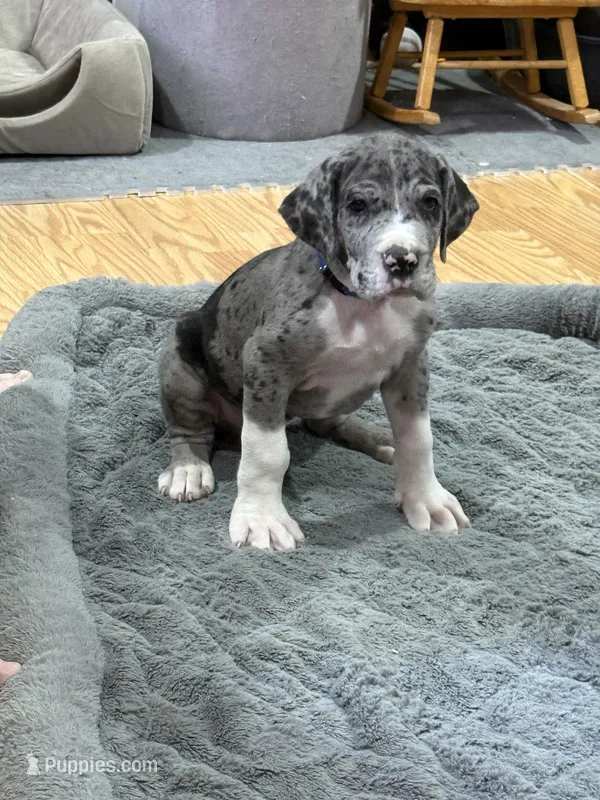 Puppy 3 – Great Dane puppy for sale in Rapid City, SD