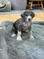 Puppy 3, a male Great Dane for sale in Rapid City, SD – 1 of 9