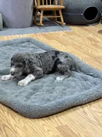 Puppy 3, a male Great Dane for sale in Rapid City, SD – 9 of 9