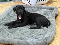 No Namie, a male Great Dane for sale in Rapid City, SD – 7 of 9