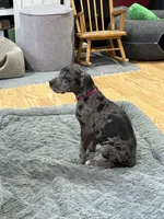 Puppy 2, a female Great Dane for sale in Rapid City, SD – 5 of 5