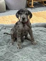Puppy 2, a female Great Dane for sale in Rapid City, SD – 4 of 5