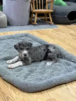 Puppy 3, a male Great Dane for sale in Rapid City, SD – 5 of 9