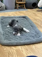 Puppy 3, a male Great Dane for sale in Rapid City, SD – 6 of 9