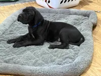 No Namie, a male Great Dane for sale in Rapid City, SD – 8 of 9