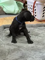 No Namie, a male Great Dane for sale in Rapid City, SD – 4 of 9