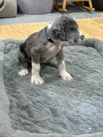 Puppy 3, a male Great Dane for sale in Rapid City, SD – 7 of 9