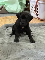 No Namie, a male Great Dane for sale in Rapid City, SD – 6 of 9