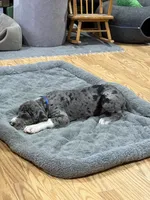 Puppy 3, a male Great Dane for sale in Rapid City, SD – 2 of 9