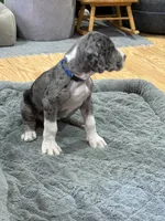 Puppy 3, a male Great Dane for sale in Rapid City, SD – 4 of 9