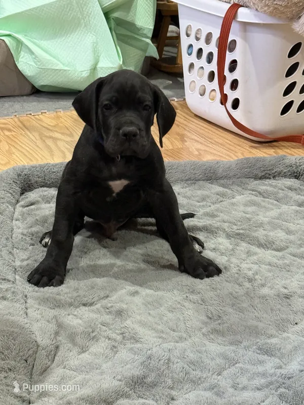 No Namie – Great Dane puppy for sale in Rapid City, SD