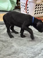 No Namie, a male Great Dane for sale in Rapid City, SD – 5 of 9