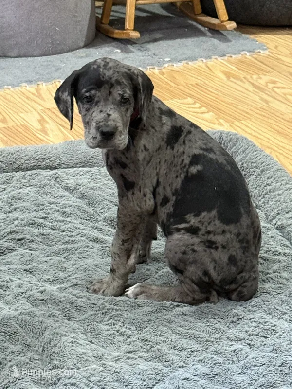 Puppy 2 – Great Dane puppy for sale in Rapid City, SD
