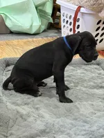 No Namie, a male Great Dane for sale in Rapid City, SD – 3 of 9