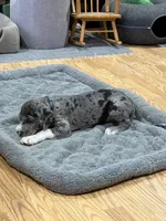 Puppy 3, a male Great Dane for sale in Rapid City, SD – 8 of 9