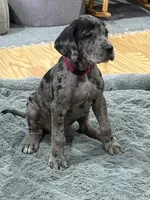 Puppy 2, a female Great Dane for sale in Rapid City, SD – 2 of 5