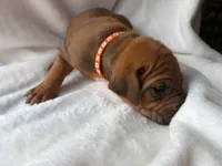 Orange Collar Boy, a male Rhodesian Ridgeback for sale in Live Oak, FL – 2 of 2
