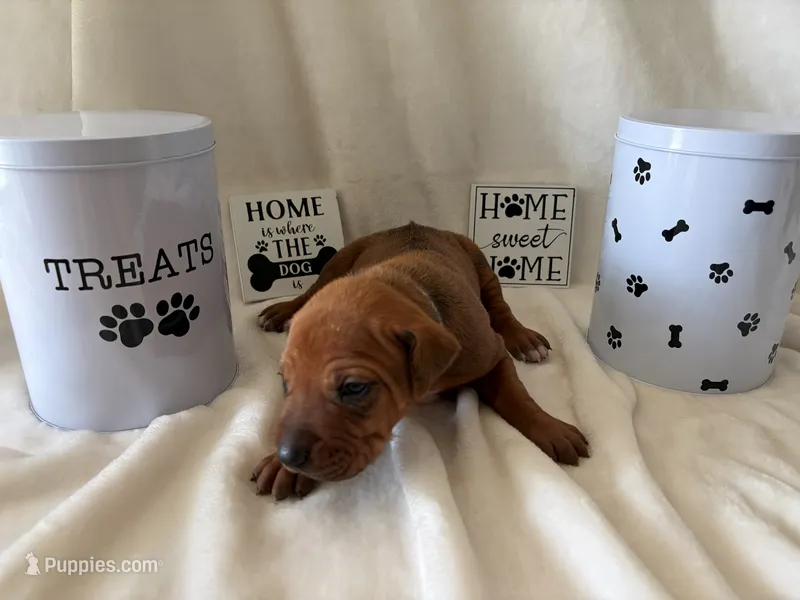 Blue Collar Boy – Rhodesian Ridgeback puppy for sale in Live Oak, FL