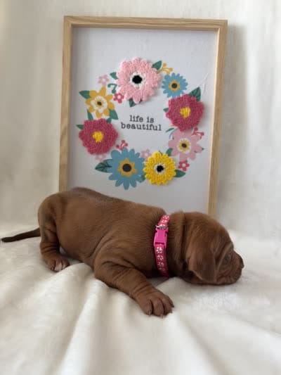 Pink Collar Girl, a female Rhodesian Ridgeback for sale in Live Oak, FL – 3 of 3