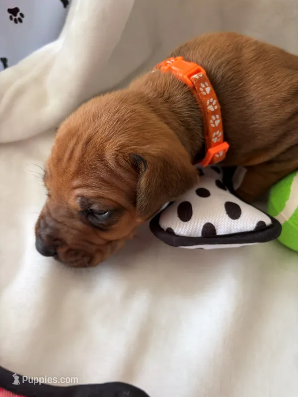 Orange Collar Boy – Rhodesian Ridgeback puppy for sale in Live Oak, FL