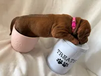 Pink Collar Girl, a female Rhodesian Ridgeback for sale in Live Oak, FL – 2 of 3