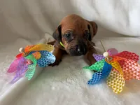 Lime Green, a male Rhodesian Ridgeback for sale in Live Oak, FL – 2 of 2