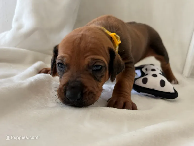 Yellow Collar Boy – Rhodesian Ridgeback puppy for sale in Live Oak, FL