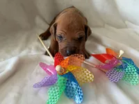 Blue Collar Boy, a male Rhodesian Ridgeback for sale in Live Oak, FL – 2 of 4