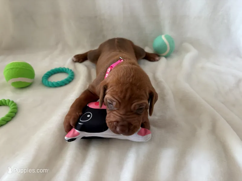 Pink Collar Girl – Rhodesian Ridgeback puppy for sale in Live Oak, FL