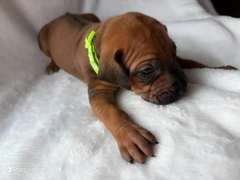 Lime Green – Rhodesian Ridgeback puppy on hold in Live Oak, FL