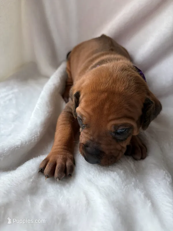 Purple Collar Boy – Rhodesian Ridgeback puppy for sale in Live Oak, FL