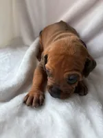 Purple Collar Boy, a male Rhodesian Ridgeback for sale in Live Oak, FL – 1 of 2