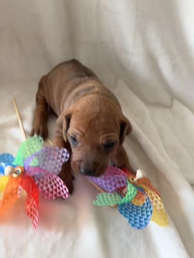 Blue Collar Boy, a male Rhodesian Ridgeback for sale in Live Oak, FL – 4 of 4