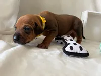 Yellow Collar Boy, a male Rhodesian Ridgeback for sale in Live Oak, FL – 2 of 2