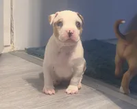 male Number 2, a male American Bully for sale in Palm Beach, FL – 3 of 8