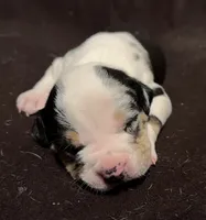 male 1, a male American Bully for sale in Palm Beach, FL – 2 of 2