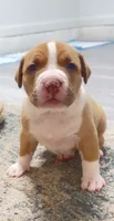 golden girl, a female American Bully for sale in Palm Beach, FL – 5 of 6