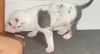 white blue merle male/goku, a male American Bully for sale in Palm Beach, FL – 4 of 7